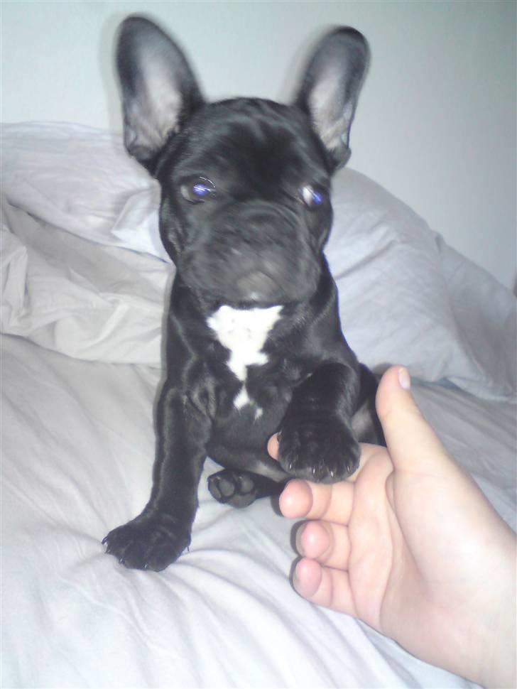 Fransk bulldog Chili billede 10