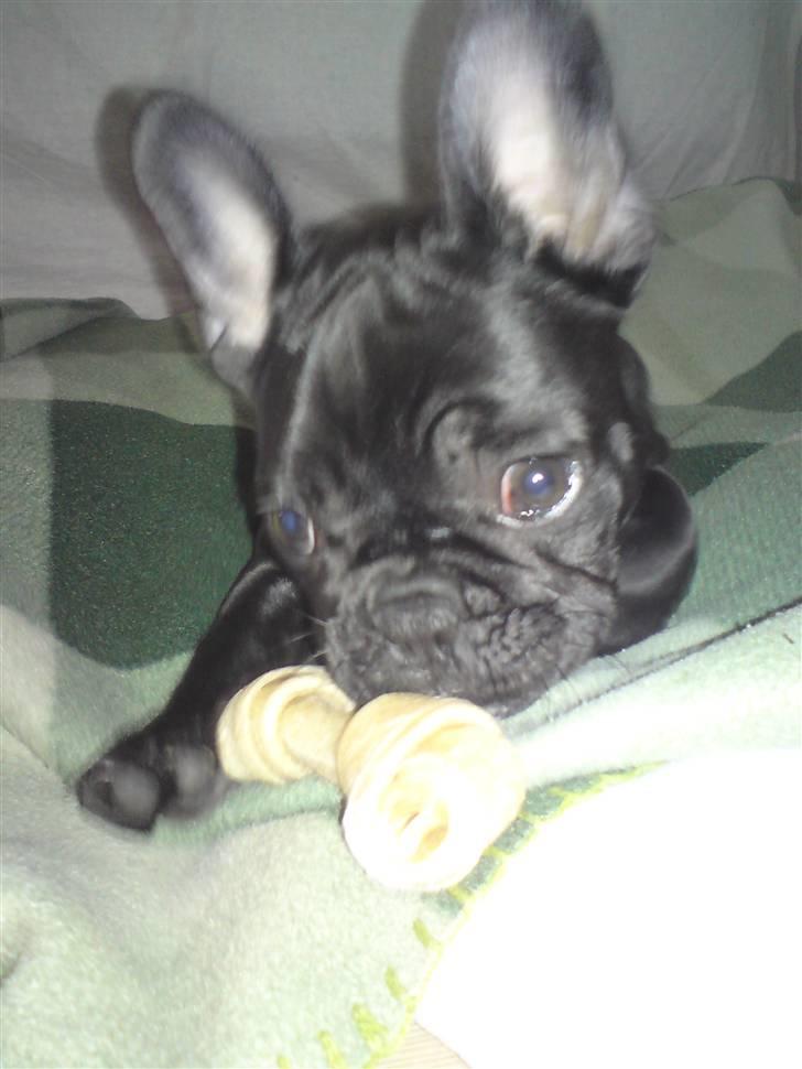 Fransk bulldog Chili billede 11