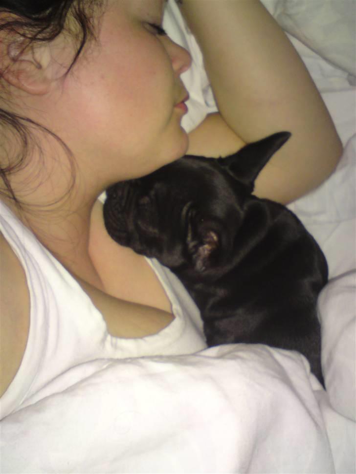 Fransk bulldog Chili billede 12