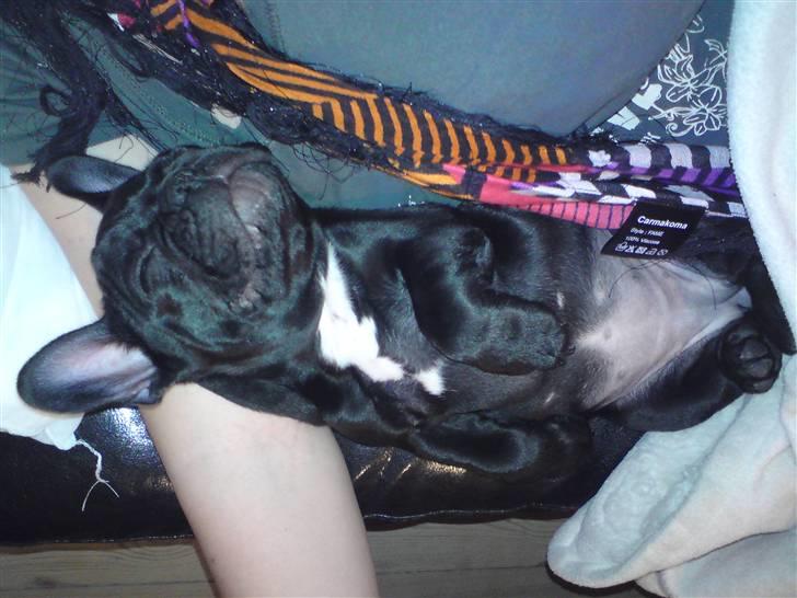 Fransk bulldog Chili billede 13