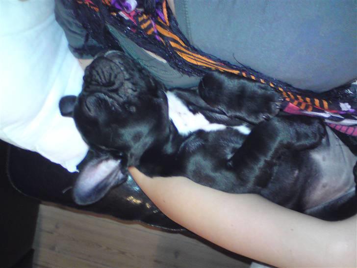 Fransk bulldog Chili billede 14