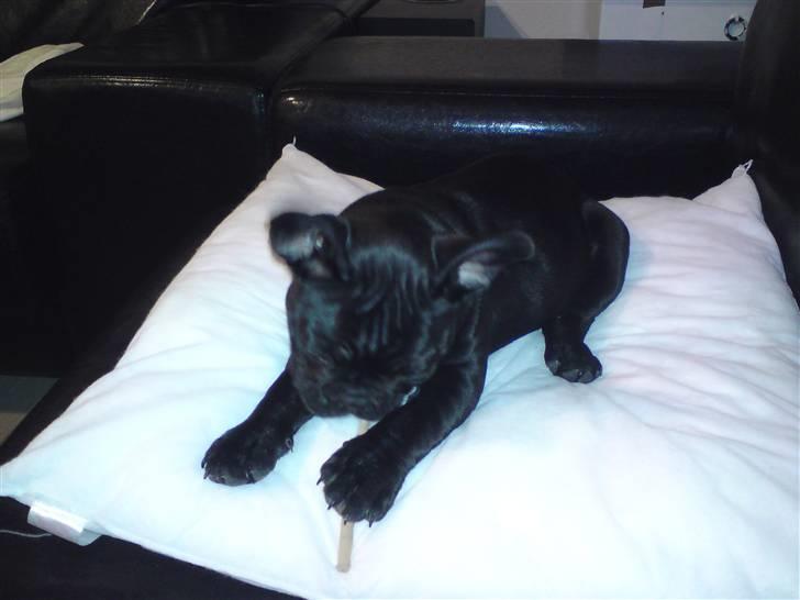 Fransk bulldog Chili billede 15