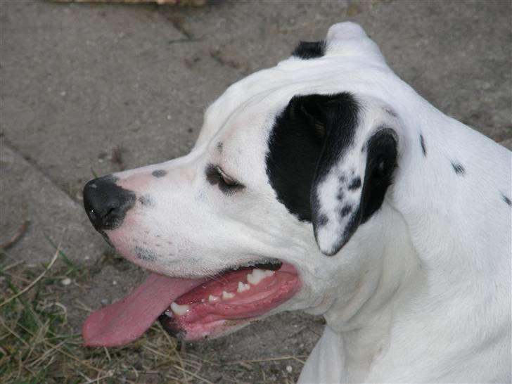 Amerikansk bulldog Snow billede 16