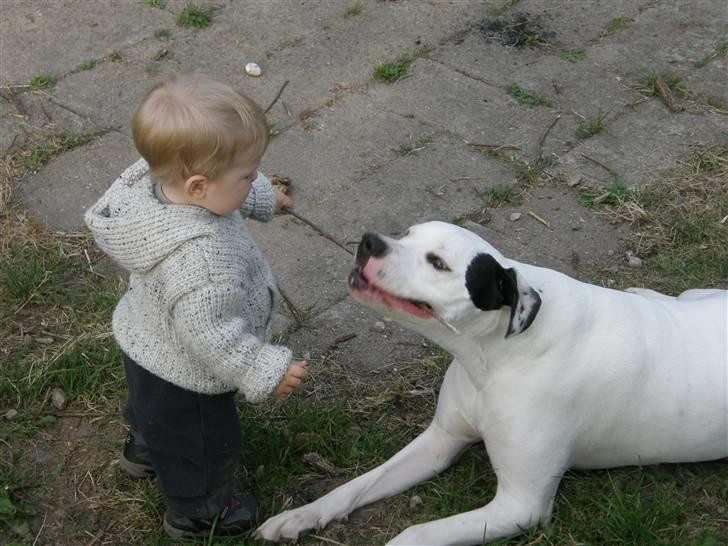 Amerikansk bulldog Snow billede 17