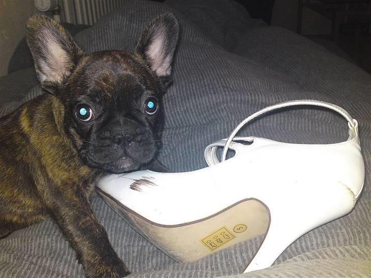 Fransk bulldog Naya billede 9