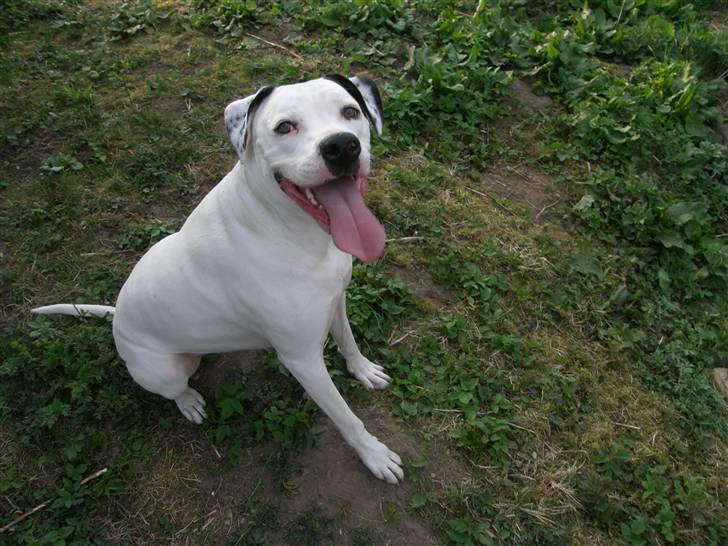 Amerikansk bulldog Snow billede 18