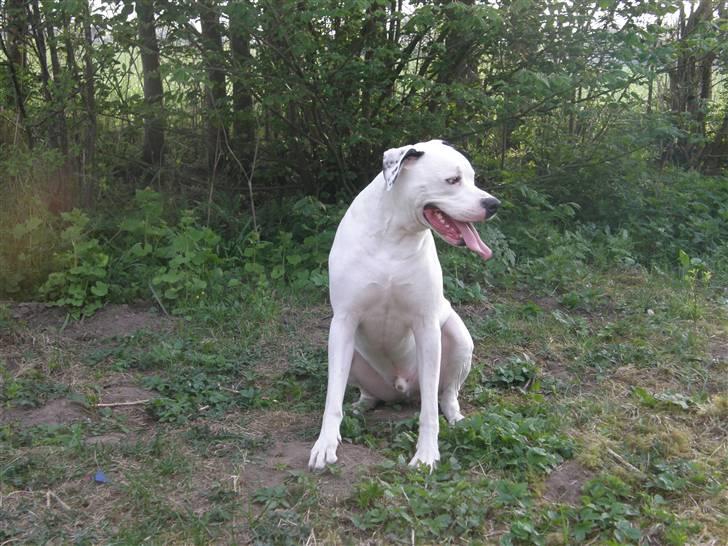 Amerikansk bulldog Snow billede 19