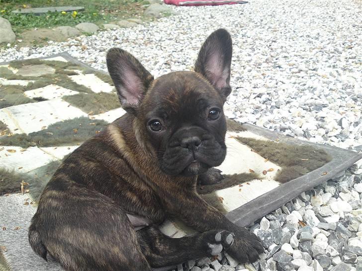 Fransk bulldog Naya billede 10