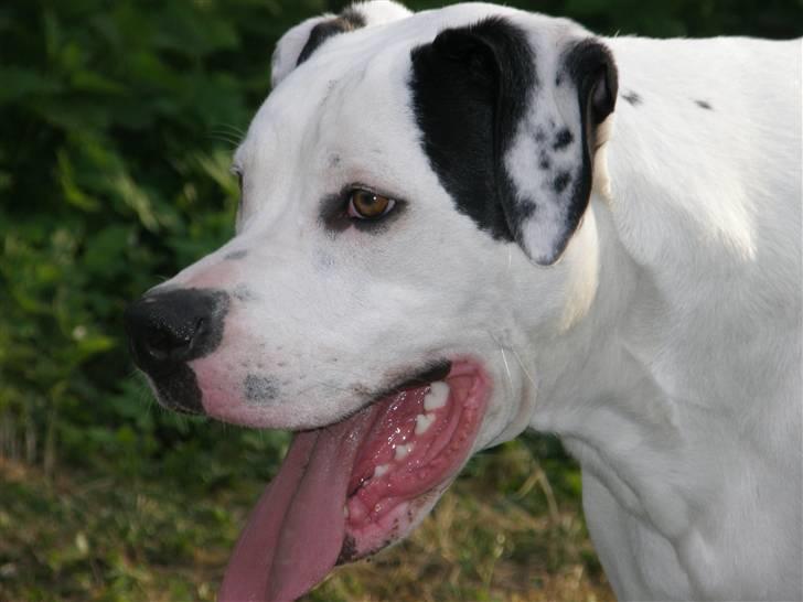 Amerikansk bulldog Snow billede 20