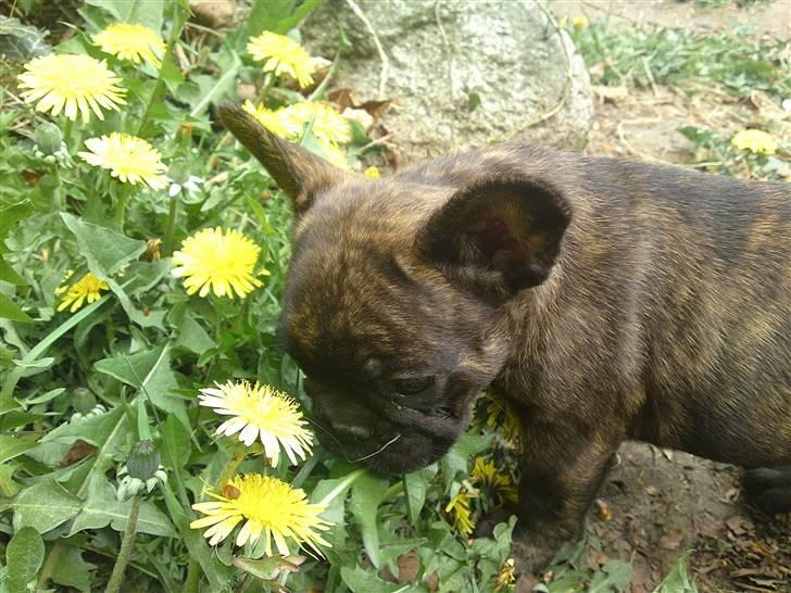 Fransk bulldog Naya billede 11