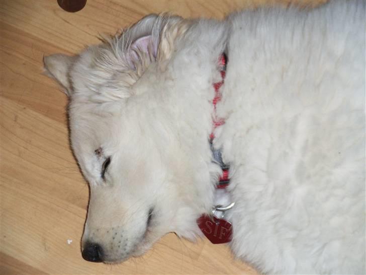 Blanding af racer Sif - ZZZZZZZZZZ billede 7