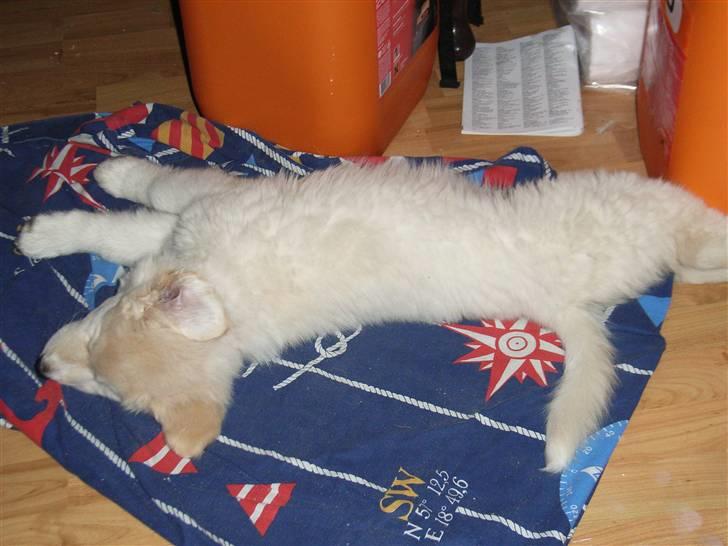 Blanding af racer Sif - Lidt mere ZZZZZZZZZZZZZ billede 8