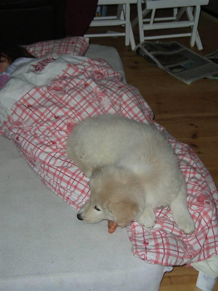 Blanding af racer Sif - Det bedste sted at sove er sammen med gode venner billede 9