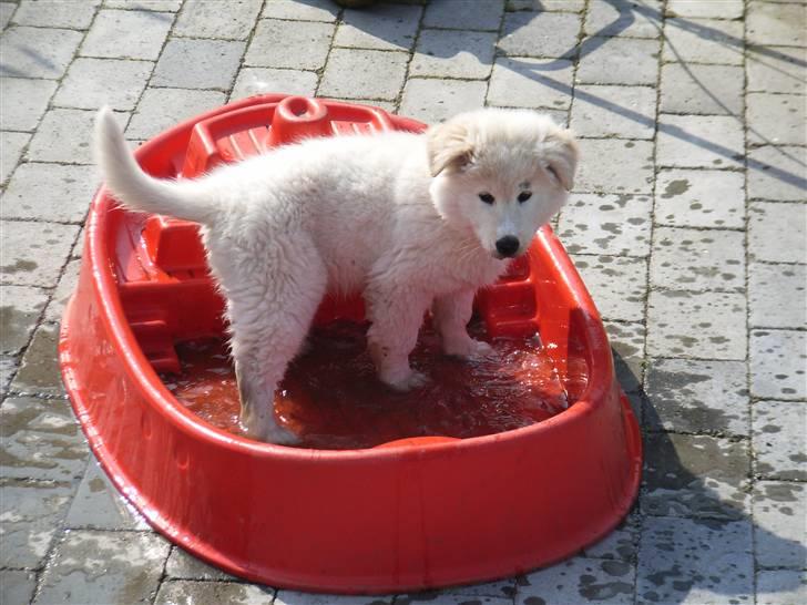 Blanding af racer Sif - Vandhunden billede 10