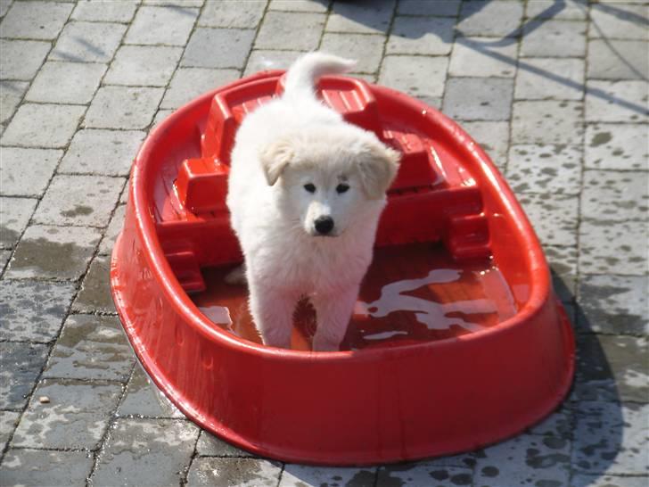 Blanding af racer Sif - Vandhund Hvem Mig??? billede 11