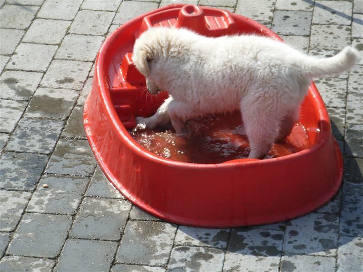 Blanding af racer Sif - JAAAAAA Jeg er en vandhund billede 12