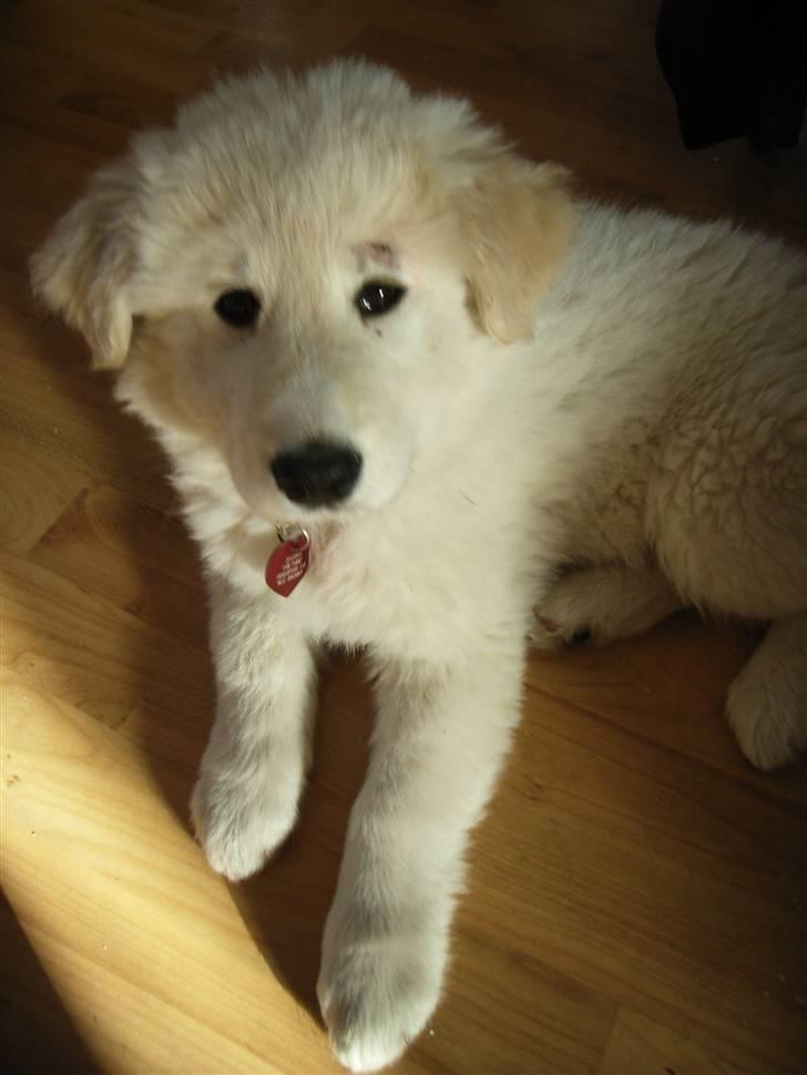 Blanding af racer Sif - Så sød et hoved :o) billede 13