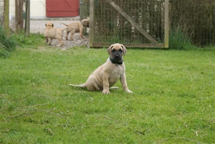 Grand danois Grand de feld´s Qeeza R.I.P billede 10