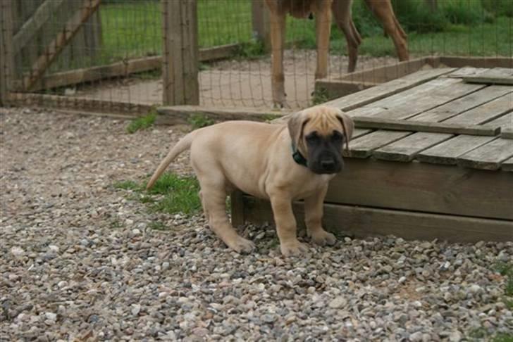 Grand danois Grand de feld´s Qeeza R.I.P billede 11