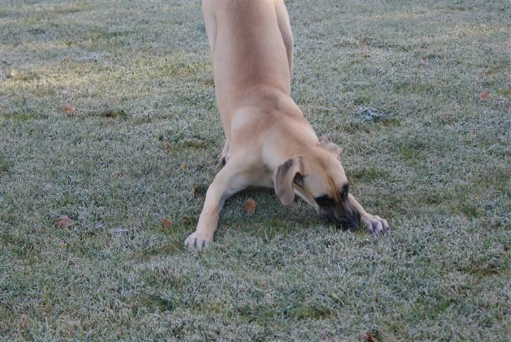 Grand danois Grand de feld´s Qeeza R.I.P billede 13