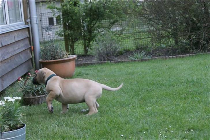 Grand danois Grand de feld´s Qeeza R.I.P billede 14