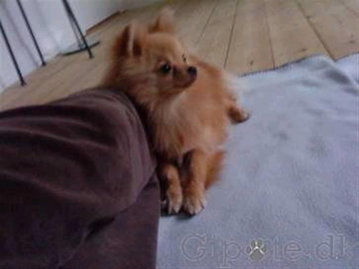Pomeranian Chica billede 1