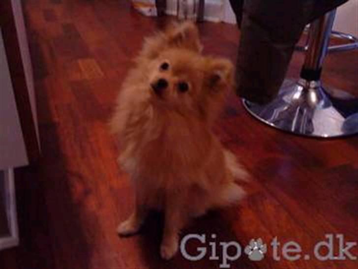 Pomeranian Chica billede 2