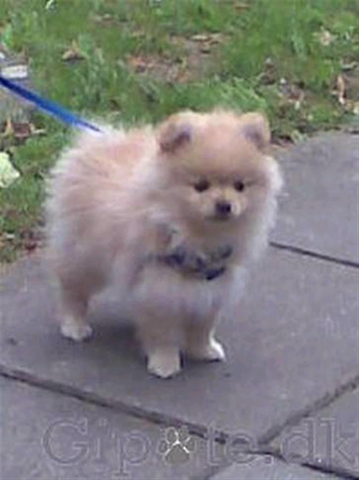 Pomeranian Chica billede 3