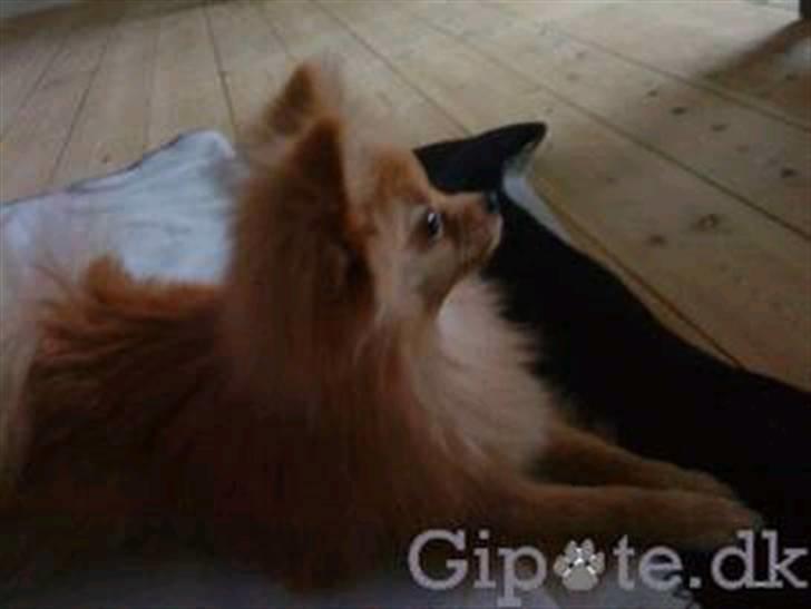 Pomeranian Chica billede 4