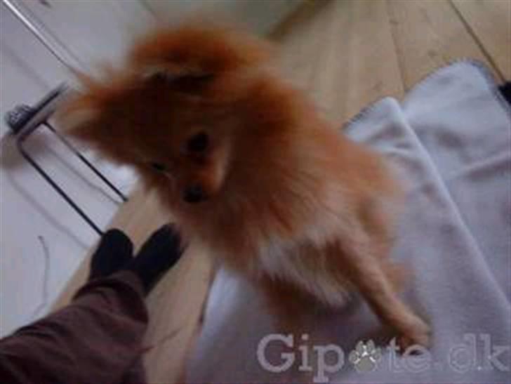 Pomeranian Chica billede 5