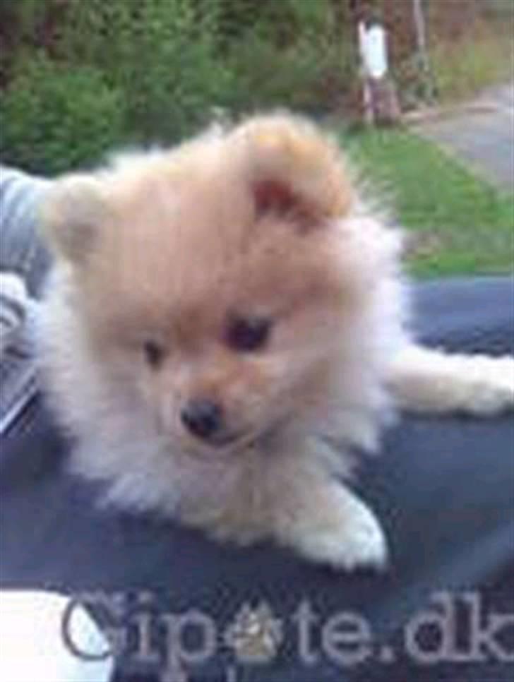 Pomeranian Chica billede 6