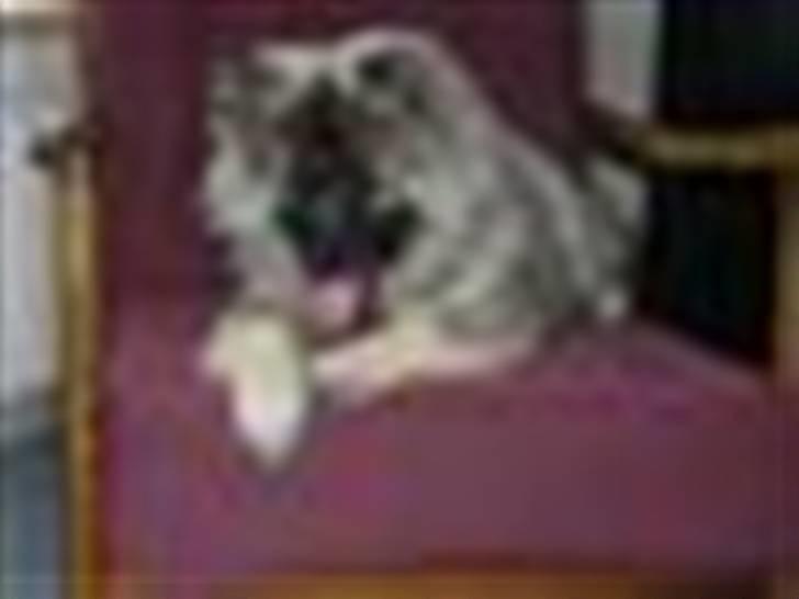 Keeshond kees van dutches Amsi (Ro billede 4