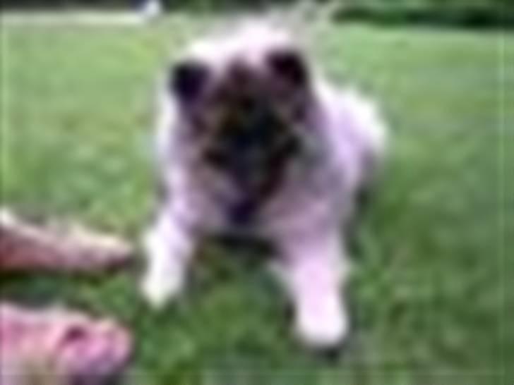 Keeshond kees van dutches Amsi (Ro billede 5