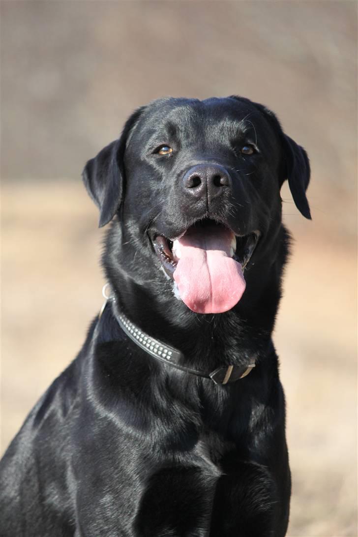 Labrador retriever Micki (Codys Der Mann) - 20/03 2011: Micki på gåtur (TAS-Foto) billede 1