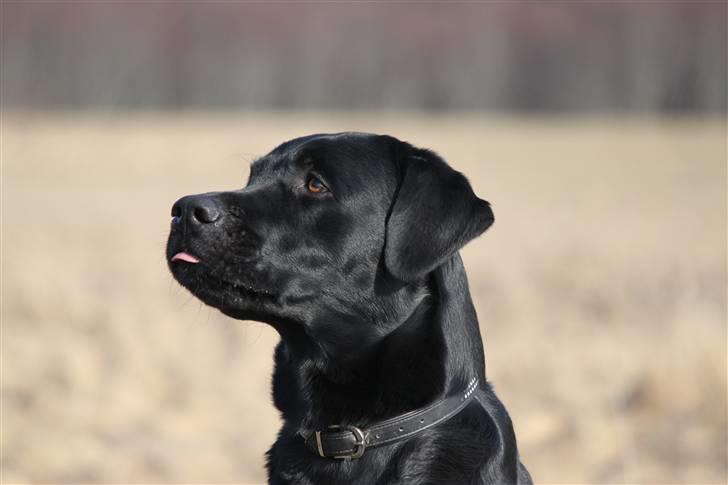 Labrador retriever Micki (Codys Der Mann) - 20/03 2011: Micki på gåtur (TAS-Foto) billede 2