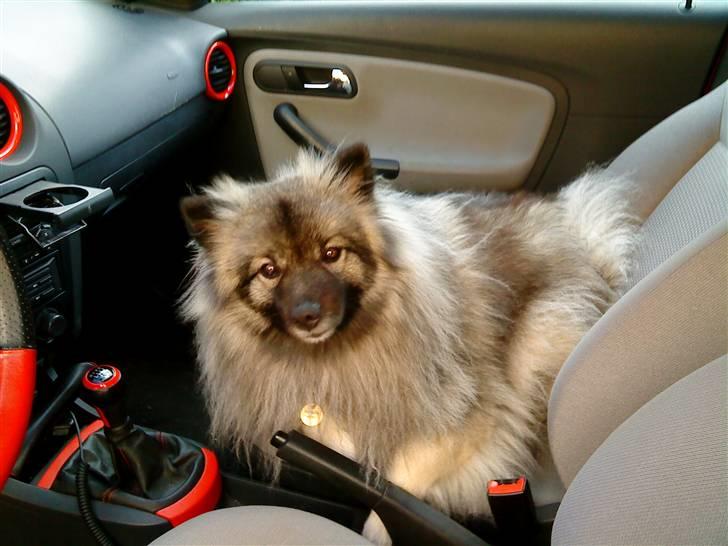 Keeshond kees van dutches Amsi (Ro billede 6