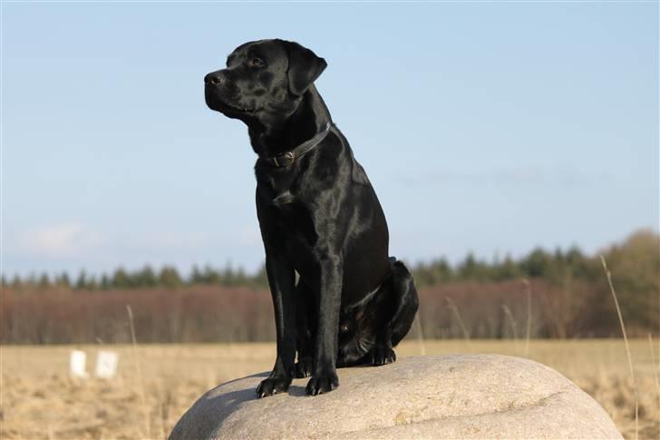 Labrador retriever Micki (Codys Der Mann) - 20/03 2011: Micki på sten (TAS-Foto) billede 3