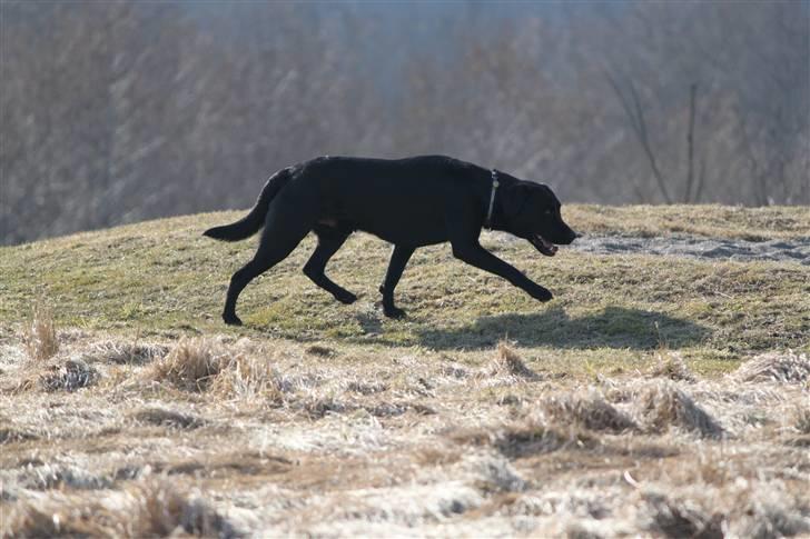 Labrador retriever Micki (Codys Der Mann) - Gode gangarter - lidt hestetøs er man vel :) (TAS-Foto) billede 5