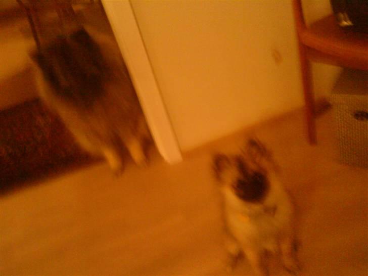 Keeshond kees van dutches Amsi (Ro billede 7