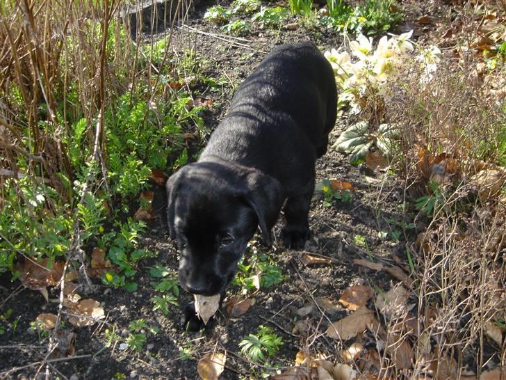 Labrador retriever Micki (Codys Der Mann) billede 6