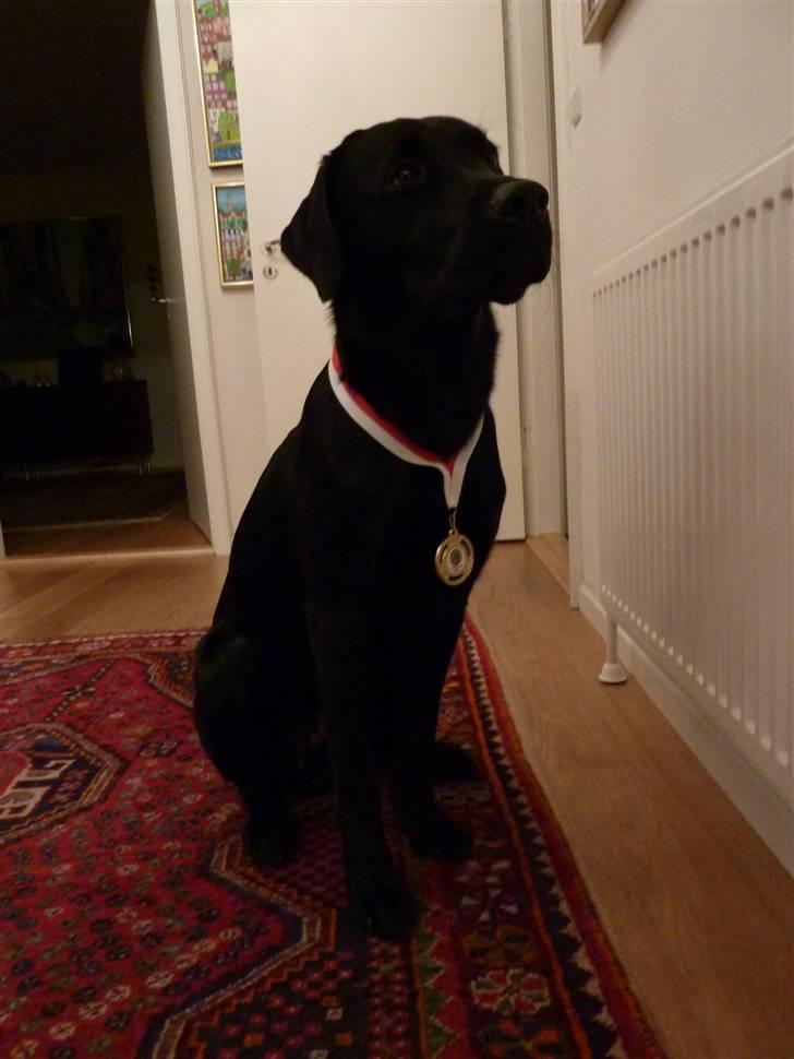 Labrador retriever Micki (Codys Der Mann) - Micki med guldmedalje :) billede 7