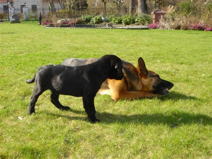 Labrador retriever Micki (Codys Der Mann) billede 9