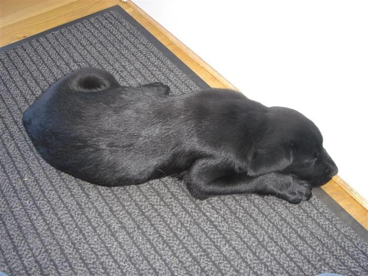 Labrador retriever Micki (Codys Der Mann) billede 10