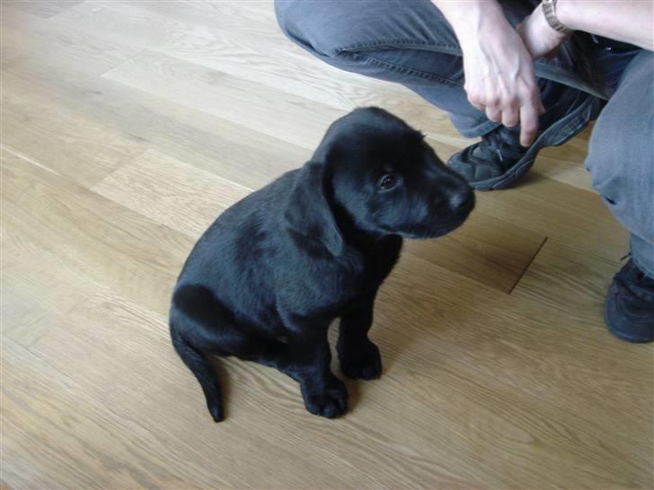 Labrador retriever Micki (Codys Der Mann) - Præcis otte uger gammel. billede 11