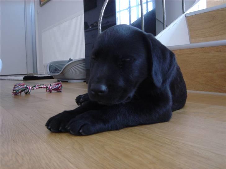 Labrador retriever Micki (Codys Der Mann) - Otte uger.. billede 12