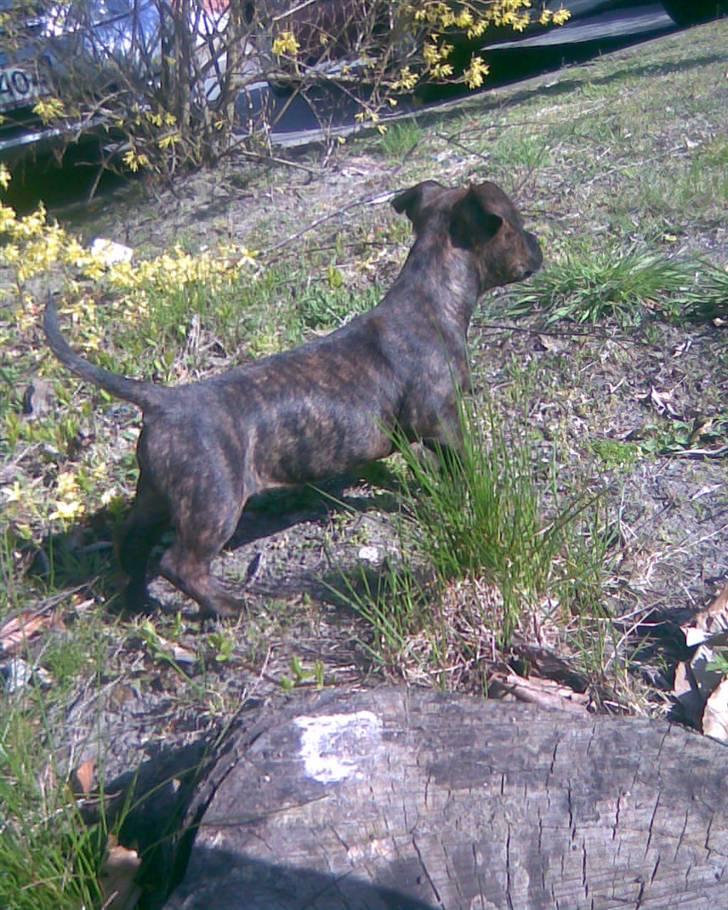 Blanding af racer Aya billede 1