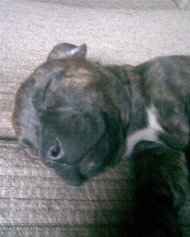 Blanding af racer Aya billede 2