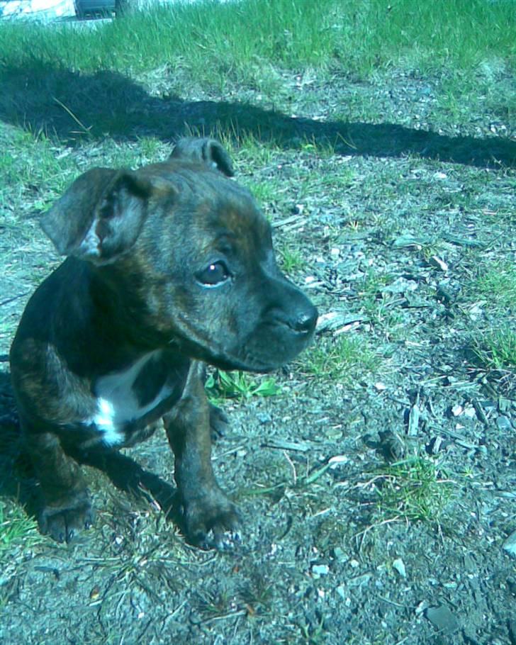 Blanding af racer Aya billede 3