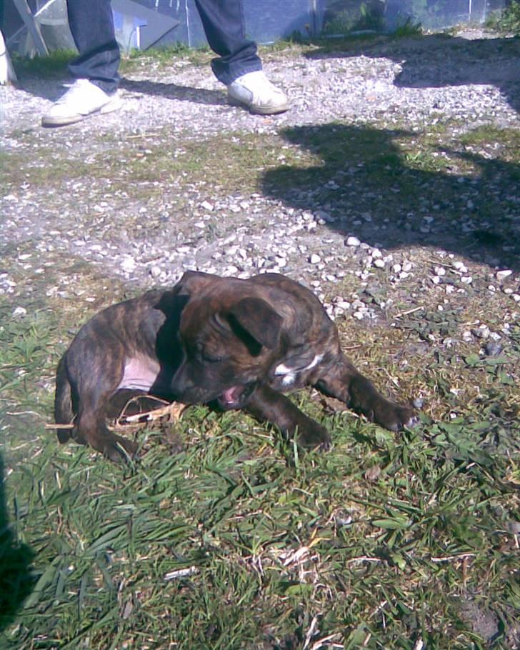 Blanding af racer Aya billede 4