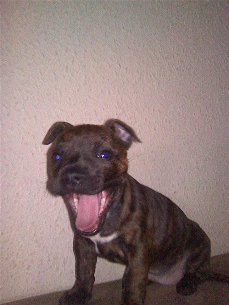 Blanding af racer Aya billede 5